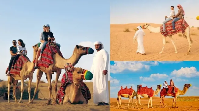 Dubai Desert Camel Ride Cultural Experience